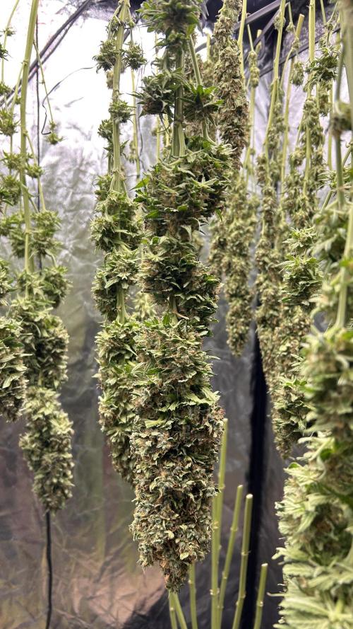 Papaya Zoap F1 Fast by Sweet Seeds. Week 15