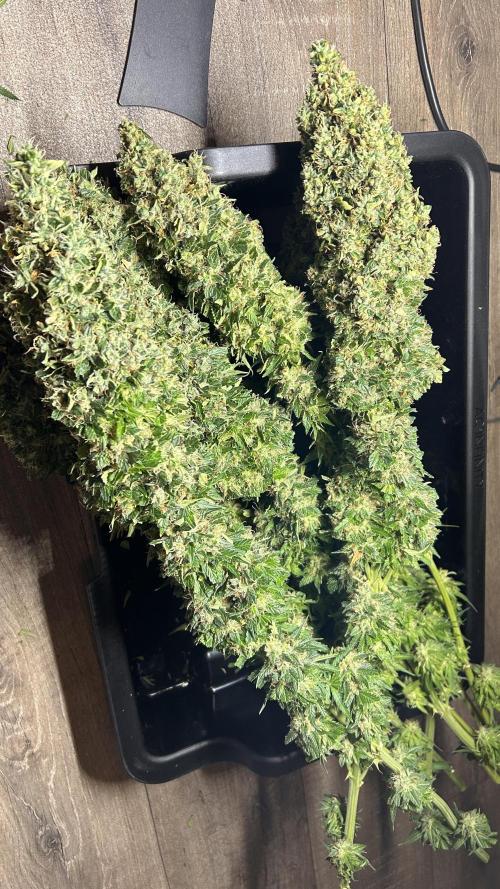 Papaya Zoap F1 Fast by Sweet Seeds. Week 15