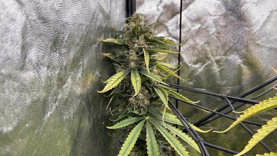 Papaya Zoap F1 Fast by Sweet Seeds. Week 15