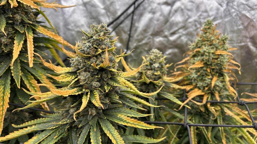 Papaya Zoap F1 Fast by Sweet Seeds. Week 15