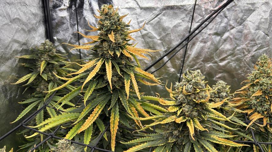 Papaya Zoap F1 Fast by Sweet Seeds. Week 15