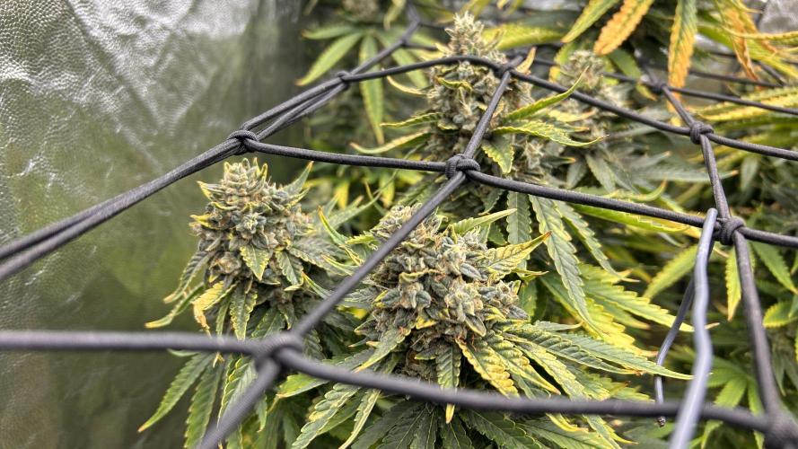 Papaya Zoap F1 Fast by Sweet Seeds. Week 15