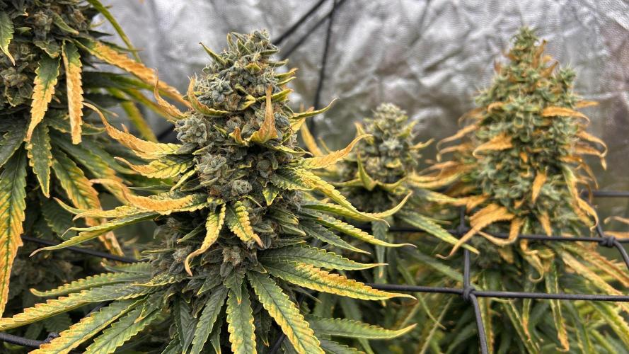 Papaya Zoap F1 Fast by Sweet Seeds. Week 15