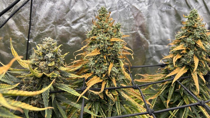 Papaya Zoap F1 Fast by Sweet Seeds. Week 15