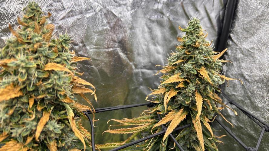 Papaya Zoap F1 Fast by Sweet Seeds. Week 15