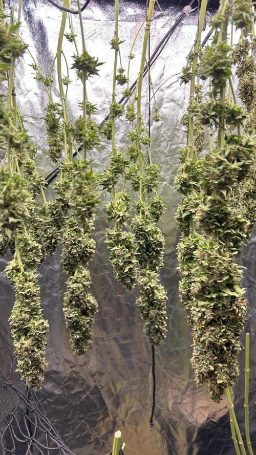 Papaya Zoap F1 Fast Version. Week 15