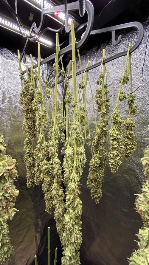 Fast Cakes by Hombre. Week 15