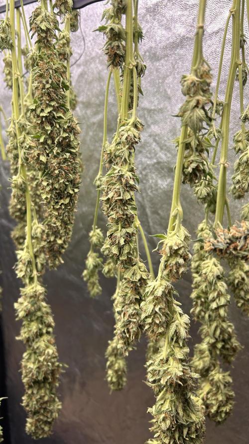 Fast Cakes by Hombre. Week 15