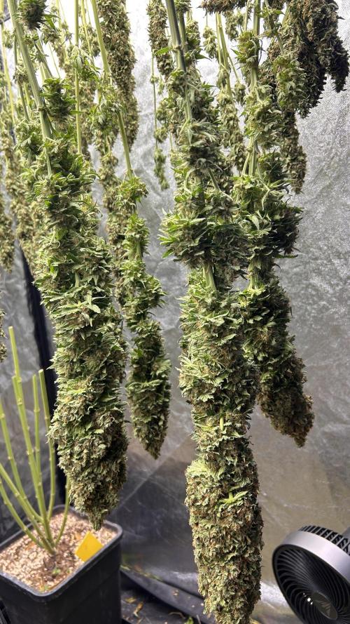 Fast Cakes by Hombre. Week 15