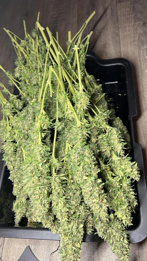 Fast Cakes by Hombre. Week 15