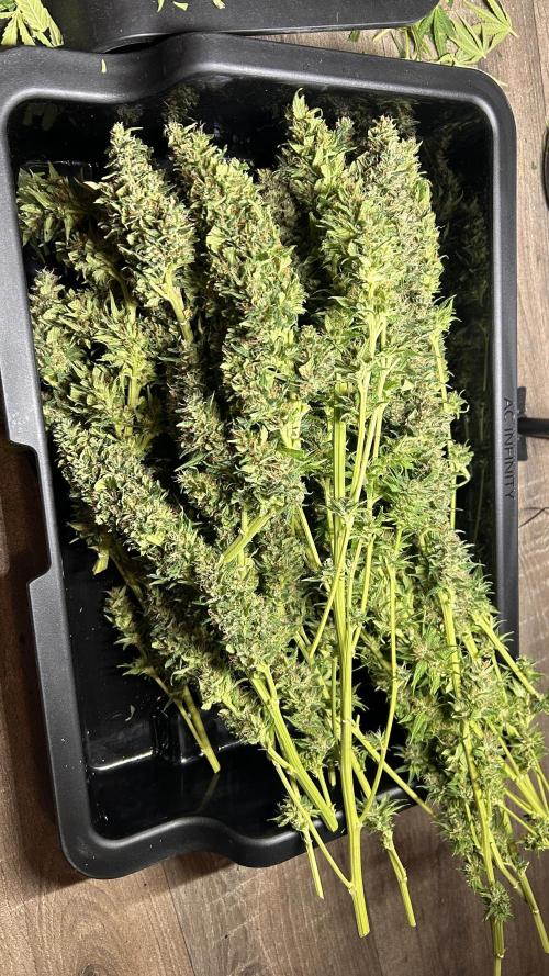 Fast Cakes by Hombre. Week 15