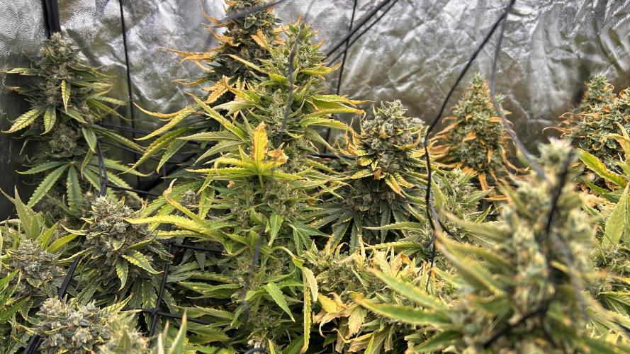 Fast Cakes by Hombre. Week 15