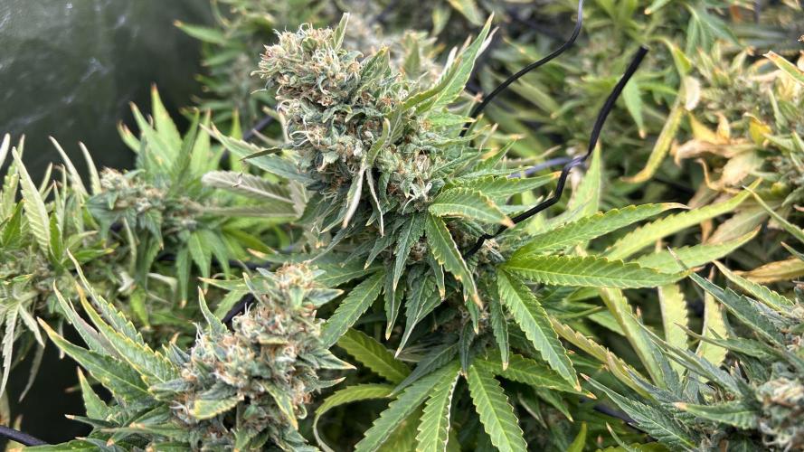 Fast Cakes by Hombre. Week 15