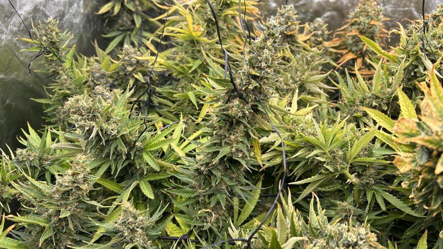 Fast Cakes by Hombre. Week 15