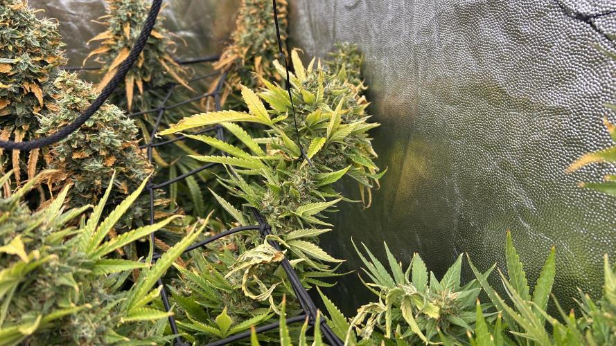 Fast Cakes by Hombre. Week 15