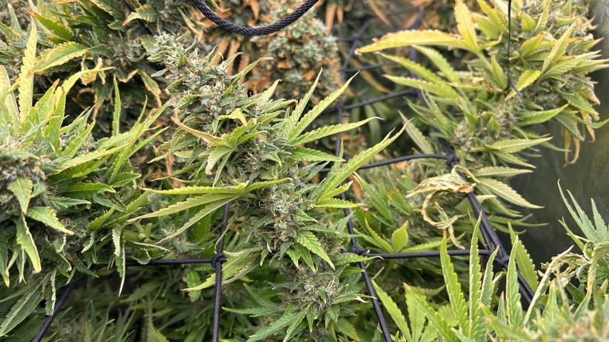 Fast Cakes by Hombre. Week 15