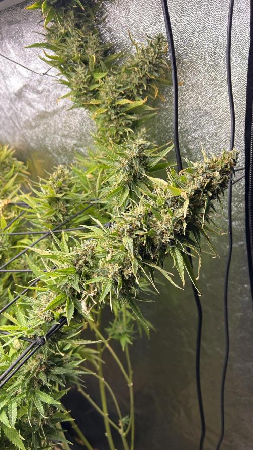 Fast Cakes by Hombre. Week 15
