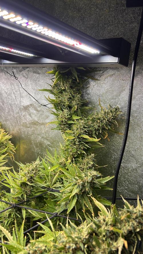 Fast Cakes by Hombre. Week 15