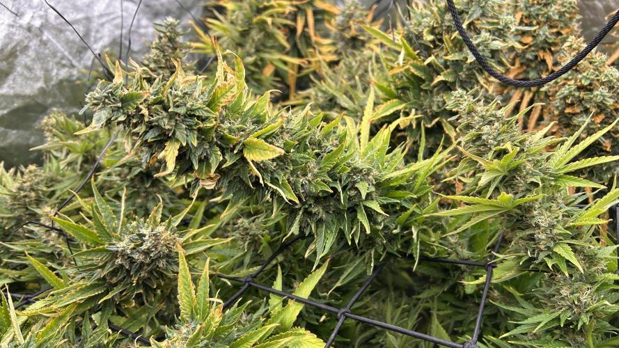 Fast Cakes by Hombre. Week 15