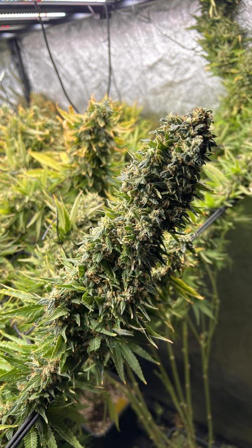 Fast Cakes by Hombre. Week 15