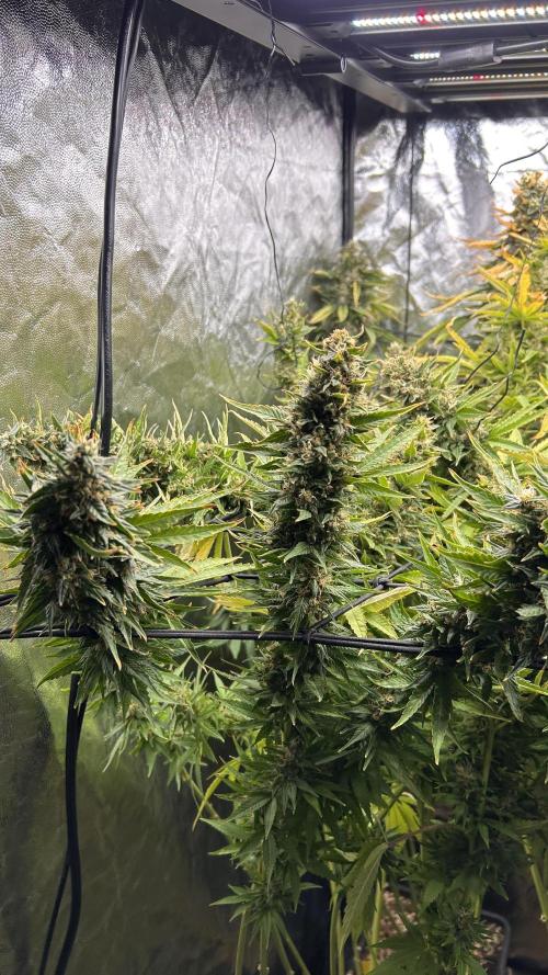 Fast Cakes by Hombre. Week 15