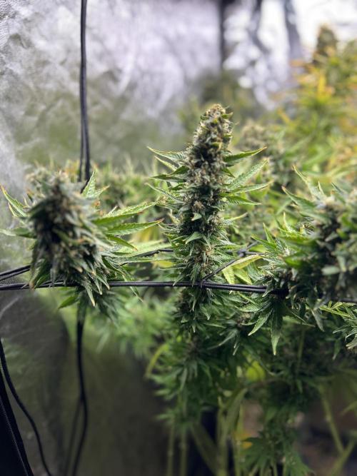 Fast Cakes by Hombre. Week 15