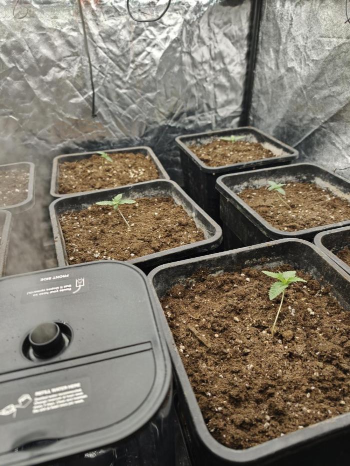 Dark Nectar, Leepa & Schummi Light. Week 1
