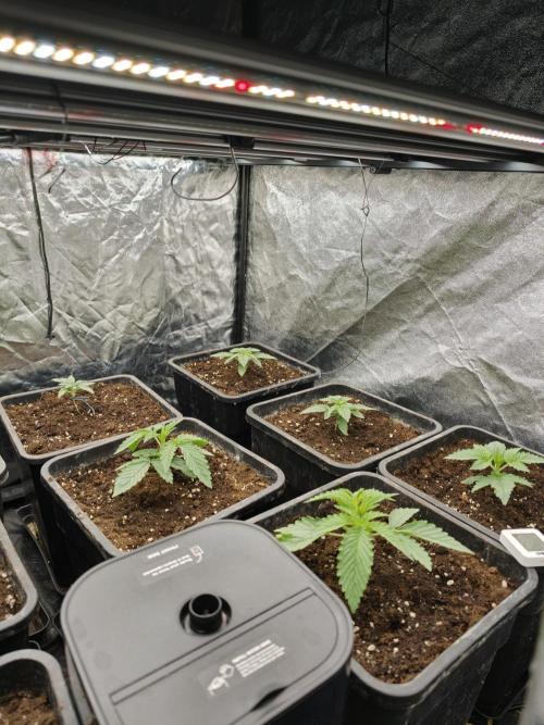 Dark Nectar, Leepa & Schummi Light. Week 2
