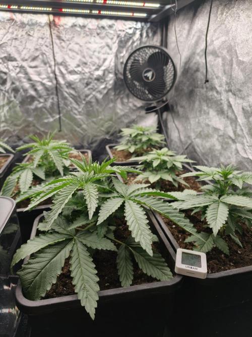 Dark Nectar, Leepa & Schummi Light. Week 3