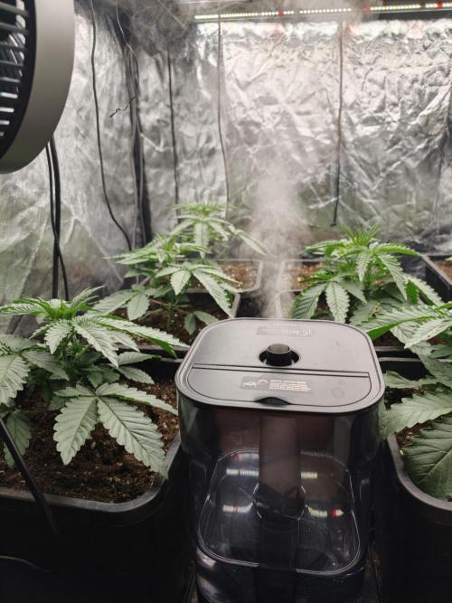Dark Nectar, Leepa & Schummi Light. Week 3
