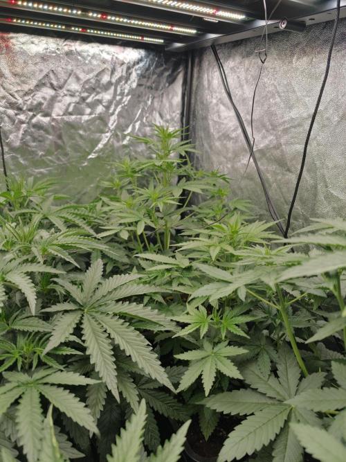 Dark Nectar, Leepa & Schummi Light. Week 4