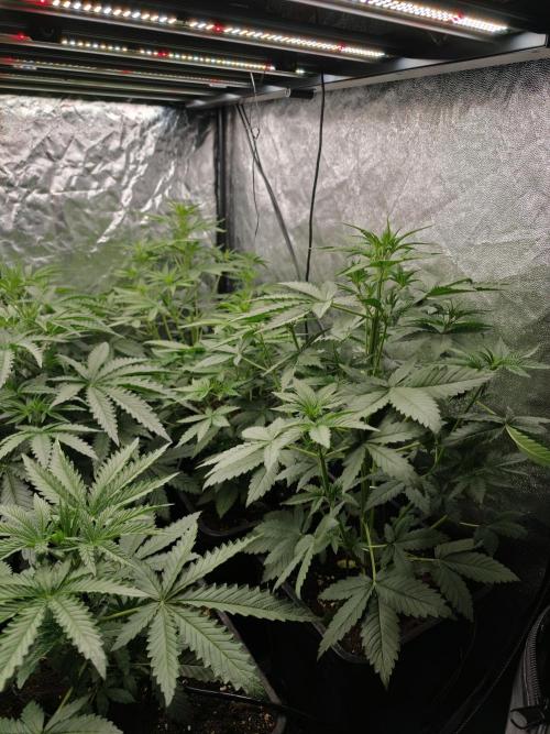 Dark Nectar, Leepa & Schummi Light. Week 4