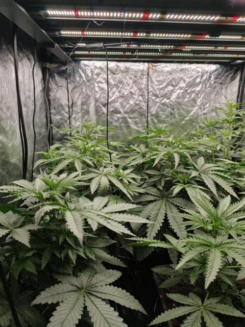 Dark Nectar, Leepa & Schummi Light. Week 4