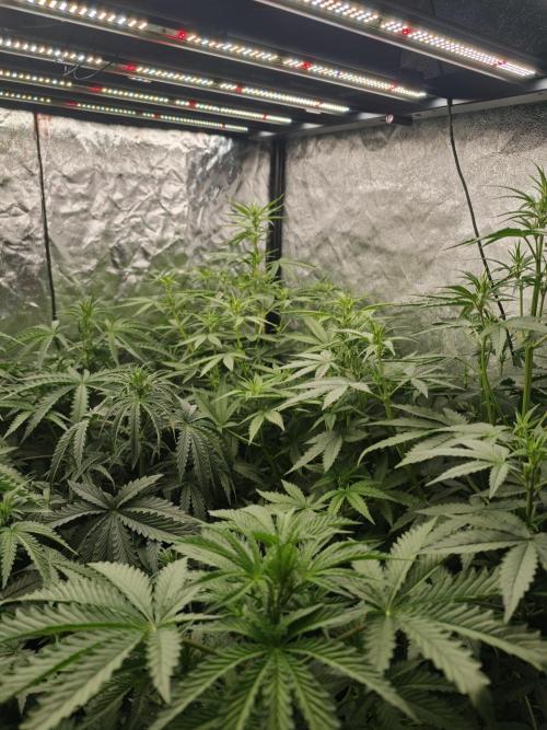Dark Nectar, Leepa & Schummi Light. Week 5