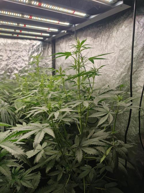 Dark Nectar, Leepa & Schummi Light. Week 5