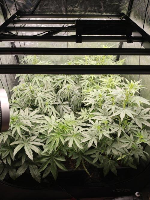 Dark Nectar, Leepa & Schummi Light. Week 5