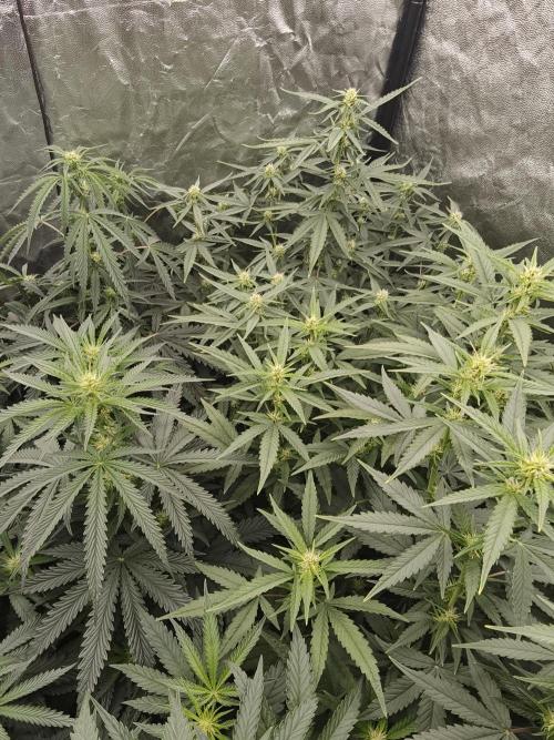 Dark Nectar, Leepa & Schummi Light. Week 7