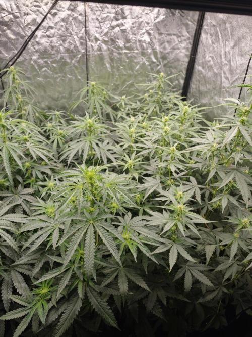 Dark Nectar, Leepa & Schummi Light. Week 7