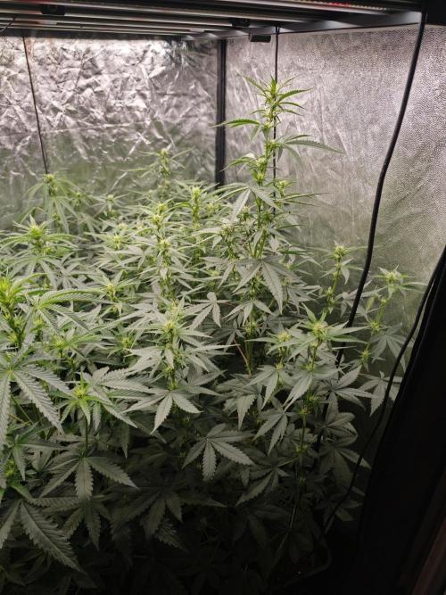 Dark Nectar, Leepa & Schummi Light. Week 7