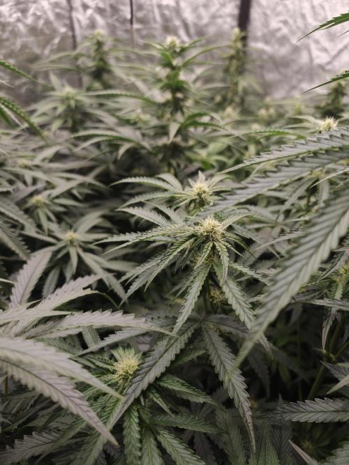 Dark Nectar, Leepa & Schummi Light. Week 8
