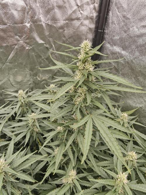 Dark Nectar, Leepa & Schummi Light. Week 8