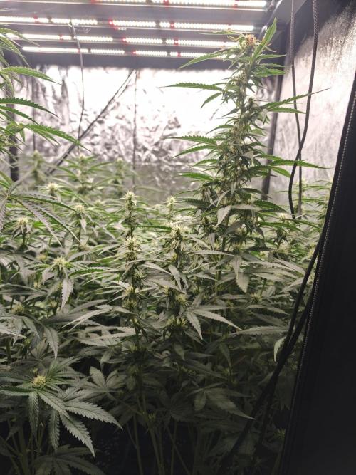 Dark Nectar, Leepa & Schummi Light. Week 8