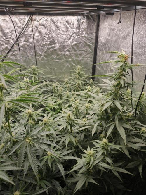 Dark Nectar, Leepa & Schummi Light. Week 8
