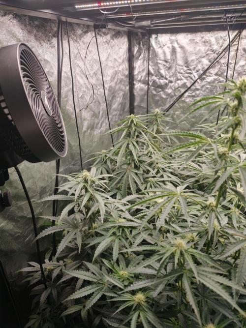 Dark Nectar, Leepa & Schummi Light. Week 8