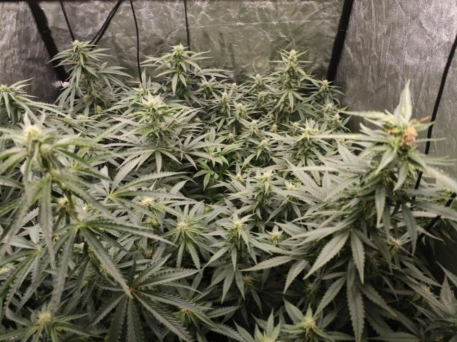 Dark Nectar, Leepa & Schummi Light. Week 8