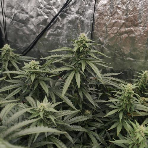 Dark Nectar, Leepa & Schummi Light. Week 9