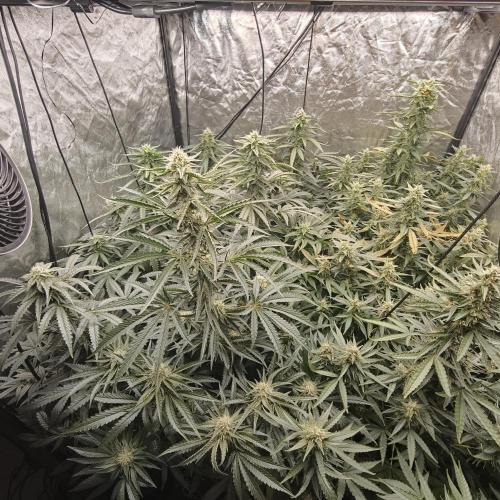 Dark Nectar, Leepa & Schummi Light. Week 9
