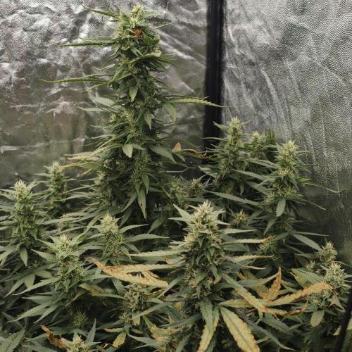 Dark Nectar, Leepa & Schummi Light. Week 9