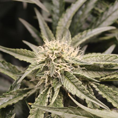 Dark Nectar, Leepa & Schummi Light. Week 9
