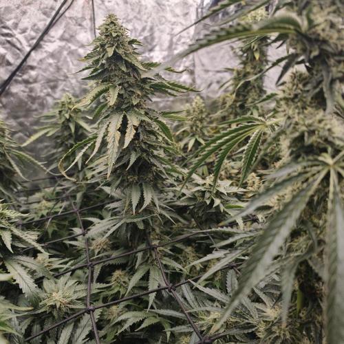 Dark Nectar, Leepa & Schummi Light. Week 10